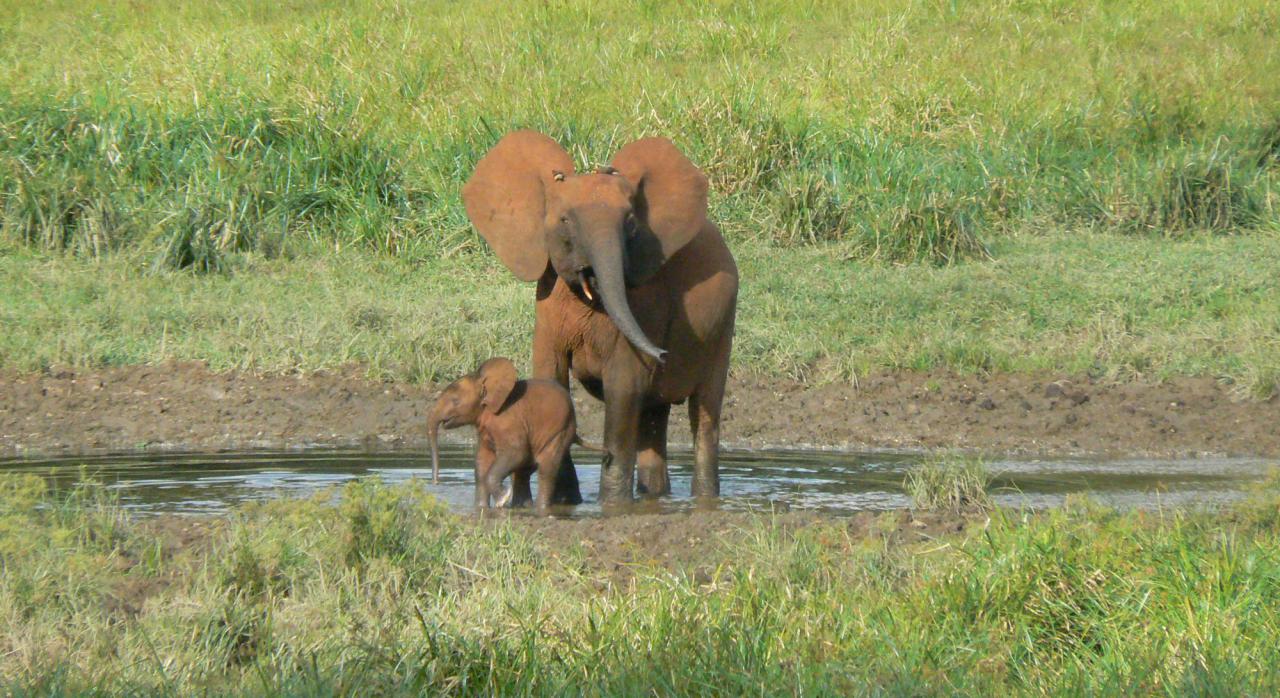 IBM y WWF unen fuerzas para salvar al elefante de selva africano utilizando la inteligencia artificial