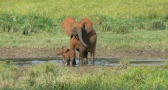 IBM y WWF unen fuerzas para salvar al elefante de selva africano utilizando la inteligencia artificial