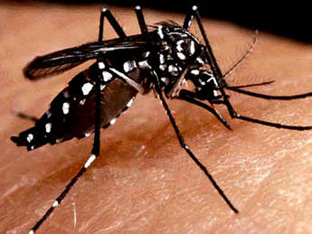 Perú quiere controlar el Dengue con una app