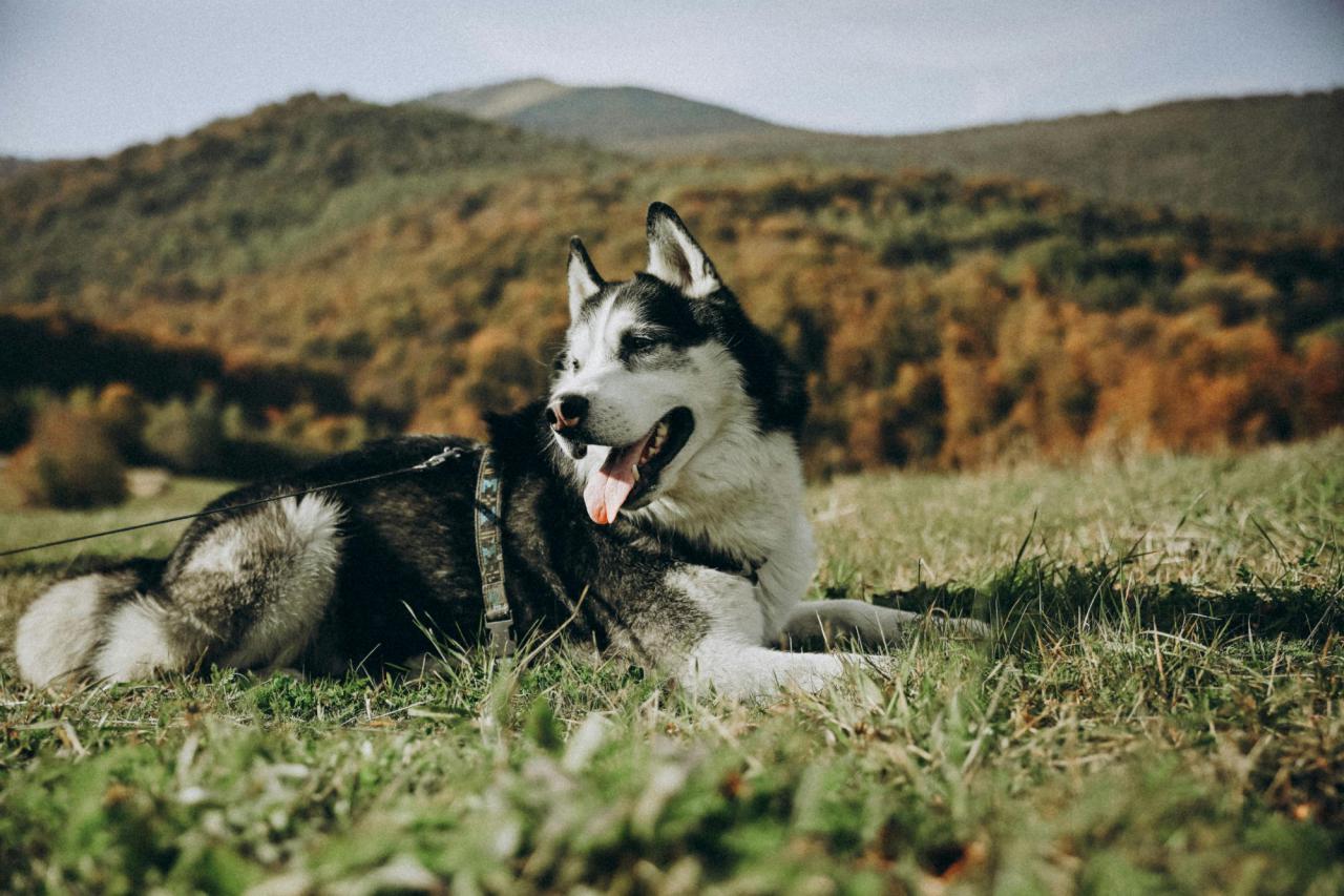 Meta presenta Husky, un agente lingüístico programado para 'razonar'