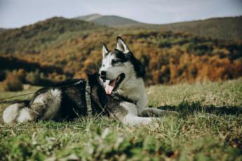 Meta presenta Husky, un agente lingüístico programado para "razonar"